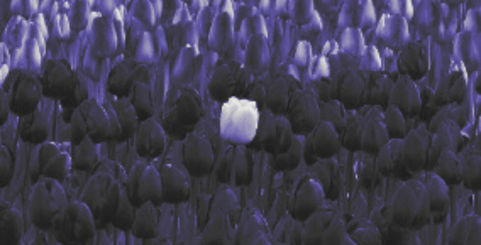 StandOut2-284x160-f1
