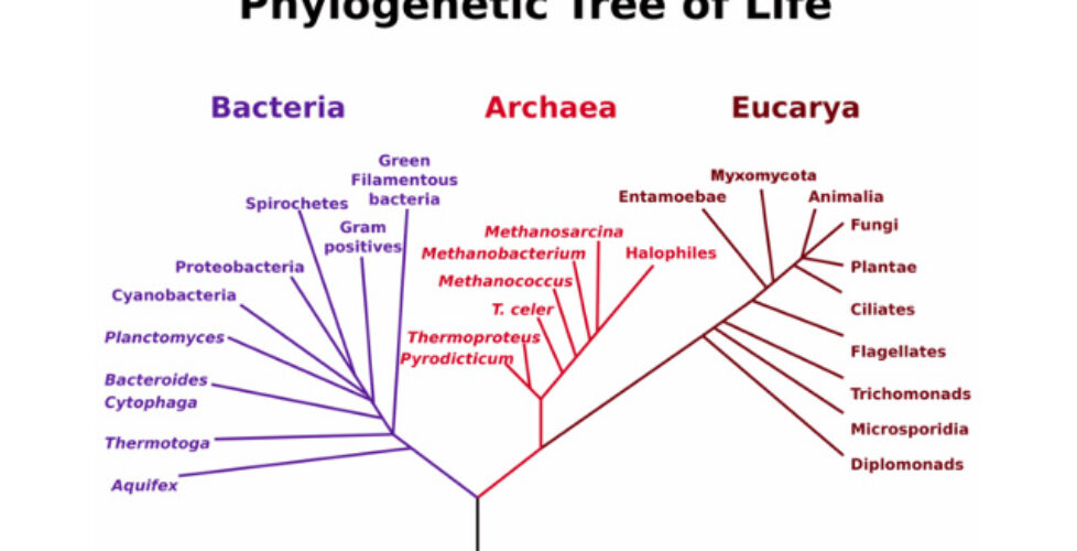 640px-PhylogeneticTree