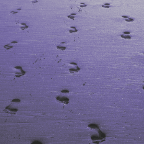 Footprints-Leads-Coming-img-300x300-i