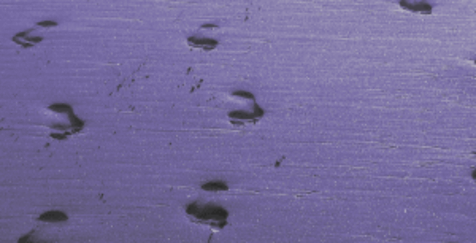 Footprints-Leads-Coming-img-300x300-i